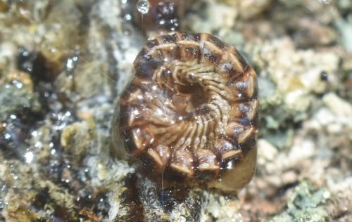Réf. 330 314 : Oxidus gracilis